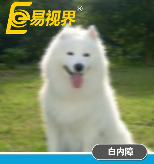 不一樣的眼病，不一樣的世界