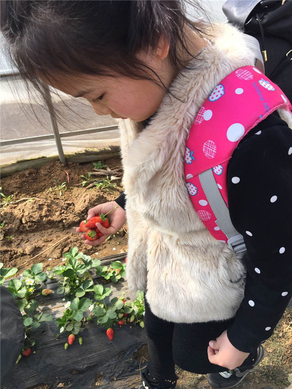 易視界小客戶在認(rèn)真摘草莓