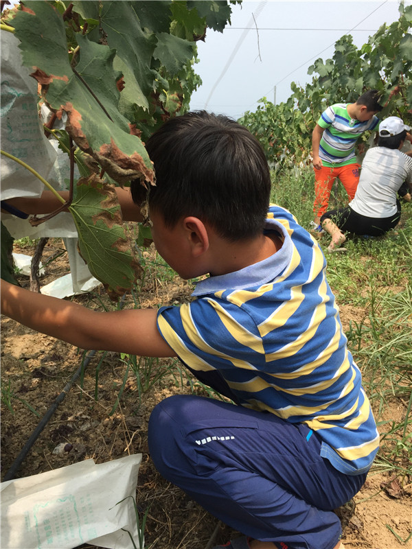 認真采摘葡萄的小朋友